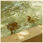 Dreamland Zoo sea lions 1971 | Margate History